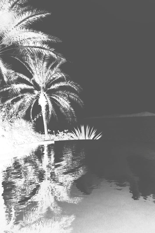 Palm Pool 1 BW Wall Art