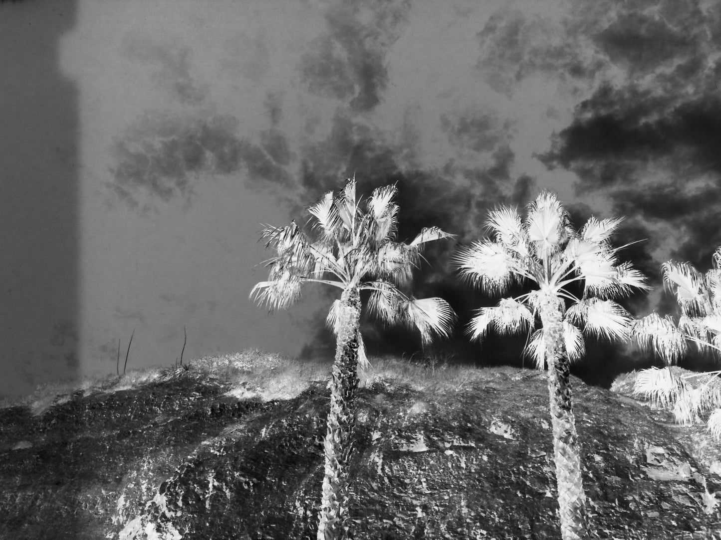 Secret Palms BW Wall Art